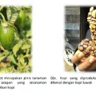 Gambar 2 PerusahaanLEMBAGA WAHANA BUMI HIJAU Organizations - Civic And Social di Palembang City SS
