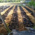 Gambar 1 PerusahaanMAS JAHE JOMBANG Herbal Product di Kabupaten Jombang JI