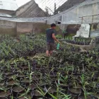 Gambar 7 PerusahaanMAS JAHE JOMBANG Herbal Product di Kabupaten Jombang JI