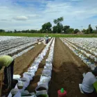 Gambar 9 PerusahaanMAS JAHE JOMBANG Herbal Product di Kabupaten Jombang JI