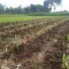 Gambar 11 PerusahaanMAS JAHE JOMBANG Herbal Product di Kabupaten Jombang JI