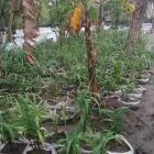 Gambar 12 PerusahaanMAS JAHE JOMBANG Herbal Product di Kabupaten Jombang JI