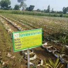 Gambar 13 PerusahaanMAS JAHE JOMBANG Herbal Product di Kabupaten Jombang JI
