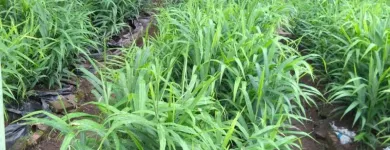 Gambar 6 PerusahaanMAS JAHE JOMBANG Herbal Product di Kabupaten Jombang JI