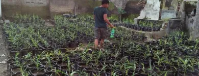 Gambar 7 PerusahaanMAS JAHE JOMBANG Herbal Product di Kabupaten Jombang JI