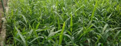 Gambar 8 PerusahaanMAS JAHE JOMBANG Herbal Product di Kabupaten Jombang JI