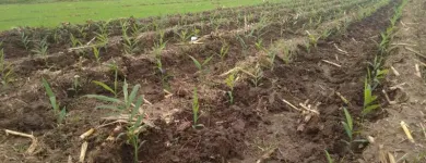 Gambar 11 PerusahaanMAS JAHE JOMBANG Herbal Product di Kabupaten Jombang JI